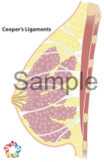 Coopers Ligaments Labeled Sample