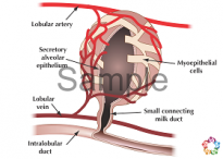 Alveoli Sample