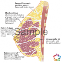 Breast Interior Labeled Sample