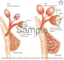 FIL Prolactin Receptors Sample