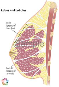 Glands Labeled Sample