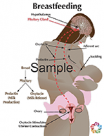 Hormones Of Lactation Sample