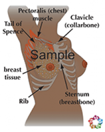 Location Of Breasts Sample