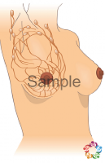 Lymph System Sample