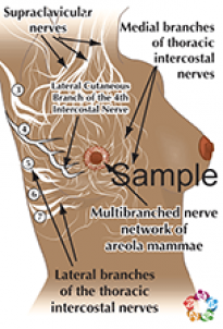 Nerve Supply Sample